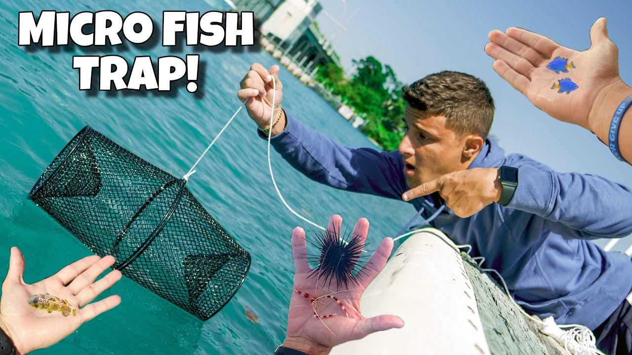 MICRO FISH TRAP Catches MICRO AQUARIUM FISH!! 