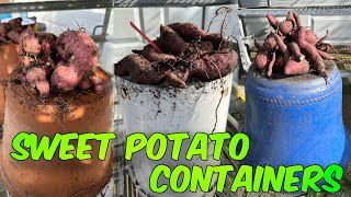 SWEET POTATOES IN CONTAINERS , WHAT SIZE CONTAINER CAN I USE?