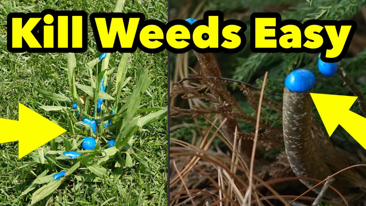 How To Get Rid Of Unwanted Weeds and Saplings Anywhere With Ease YouTube