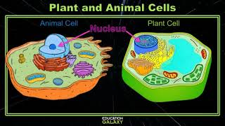 5th Grade - GA Science - Plant and Animal Cells - Topic Overview