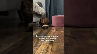 ❤️Веня❤️ вечерние новости