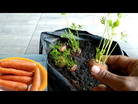 Video: Cara menanam wortel - tips bermanfaat