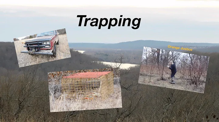 Hog & furbearer Trapping Part 2