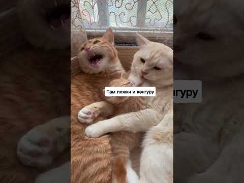 А как началась ваша иммиграция?😂 #австралия #иммиграция #обзор #travel #путешествие #природа #кот