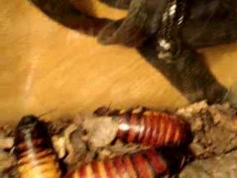 Video: Madagaskarský šváb: Monstrum Nebo Mazlíček