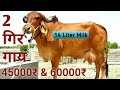 Gir Cow @ 45000₹ ऐसी गाय सस्ती ही मिलती हैं या लॉकडाउन का असर है। Farm Talk