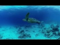 4K 360 Video underwater OKINAWA 海中360度動画
