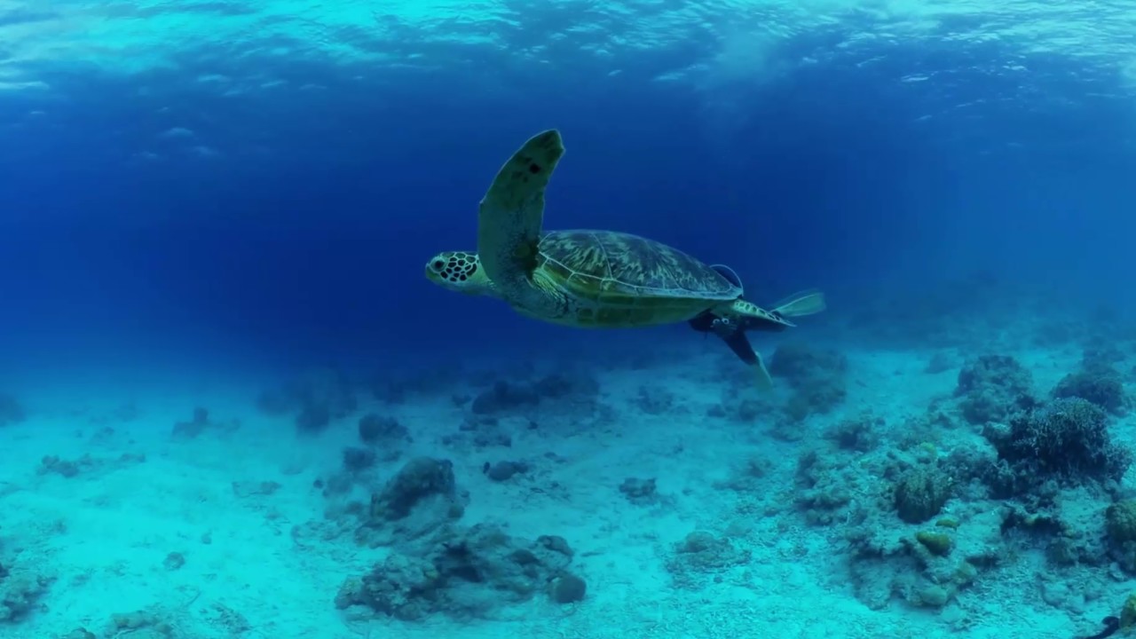 4k 360 Video Underwater Okinawa 海中360度動画 Youtube