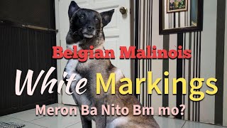 Belgian Malinois - White Markings, Fault? Ano Ito?