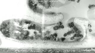 🐜 Nest, Day 2062 #1, Messor Barbarus Ant Farm Video Diary