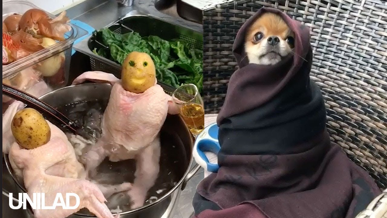 try not to laugh challenges What Is Happening? - Compilation | UNILAD