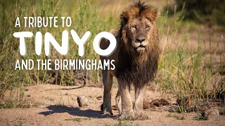 A tribute to Tinyo and the Birmingham Male Lions