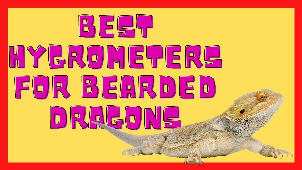 5 Best Hygrometers For Bearded Dragons Top Hygrometers Reviews YouTube