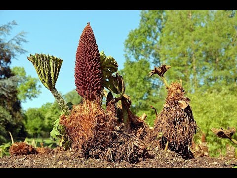 Video: Begonia Blare Droog: Waarom Binneblomme Opdroog En Wat Om Te Doen? Waarom Verdroog Begonia In Die Winter En Hoe Om Die Stam Te Red?