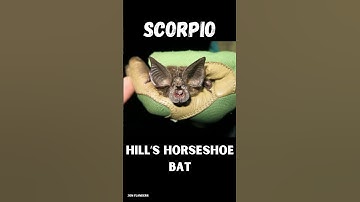 Your bat sign, pt ✌️