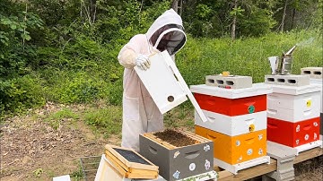 Moving A Swarm To Their New Home