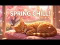 Spring Jazz Cat Vibes 🌸 Lofi Mix for Peaceful Days