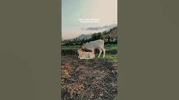 #youtube #shortvideo #shorts #short #sapi #sapimoo #sapisuper #sapijumbo #sapilimosin #sapisimental