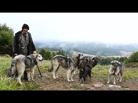 Video: Cum își Găsesc Câinii Drumul Spre Casă La Câțiva Kilometri Distanță