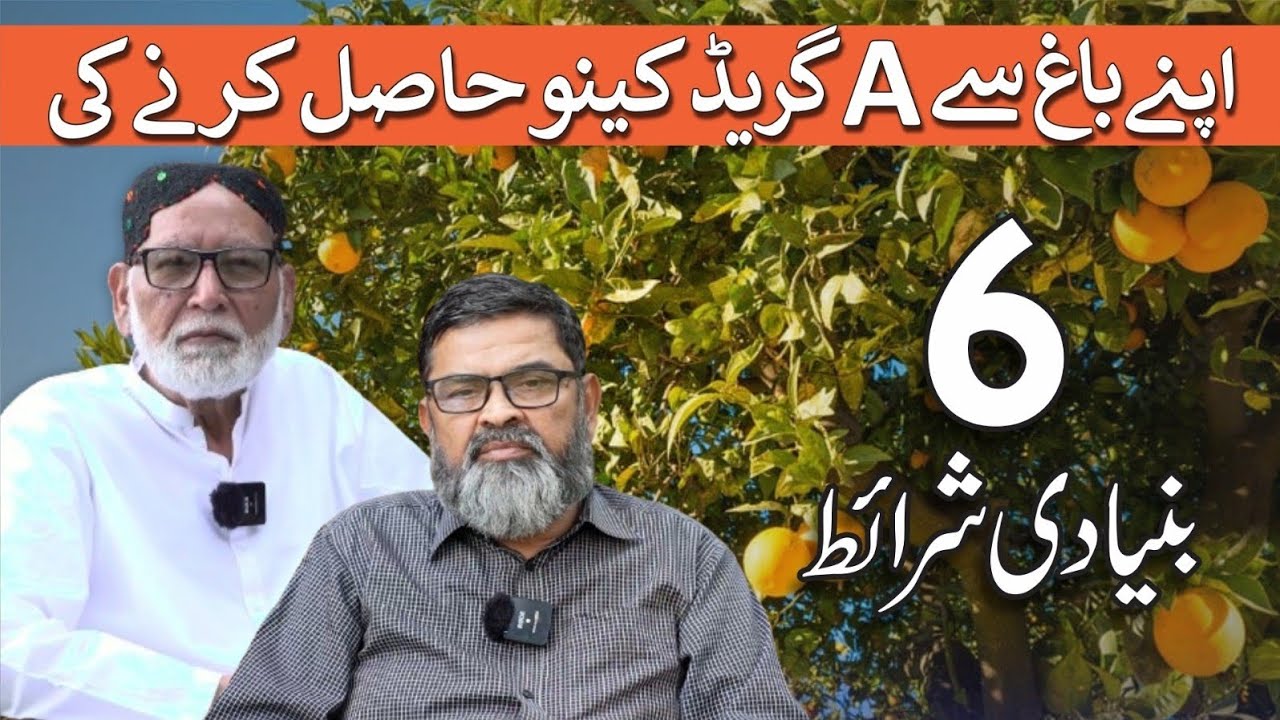 A Grade citrus production will ensure 5 times more income to the farmers