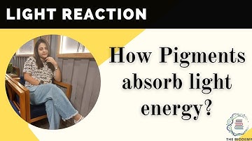 Photosynthesis | How pigments absorb light energy? Class 11 Biology