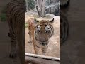 Poor Tiger At Emirates Park Zoo Resort Abu Dhabi Shamigondal40 Videoghraphy Nature Travel Uae