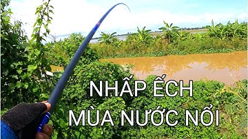 Câu ếch đầu mùa nước nổi ở Tân Hưng