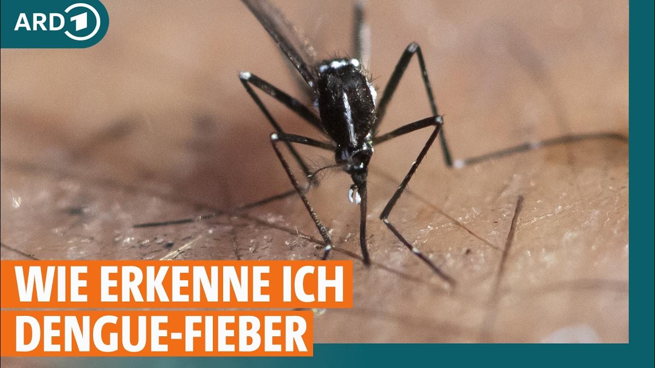 Kann Man Sich Mit Gürtelrose Anstecken Dengue-Fieber durch Mückenstich: Wo kann man sich anstecken und was