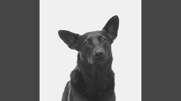 Bright Ambiance for Sleepy Puppy Zone