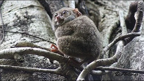 Pygmy Tarsier—The World's 2nd Smallest Primate