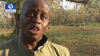 Conservators Lament Decline Of Lion In Nigerian Parks |Eco@Africa|