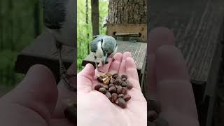 Орешки для поползня и синиц / Nuts for nuthatch and tits