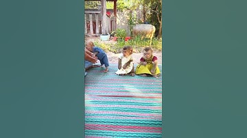 96 monkey video | monkey | bandar | monkey voice | funny manki comedy video | monkey video #shorts