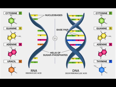 डीऑक्सीराइबोन्यूक्लिक एसिड (डीएनए) | राइबोन्यूक्लिक एसिड (आरएनए)