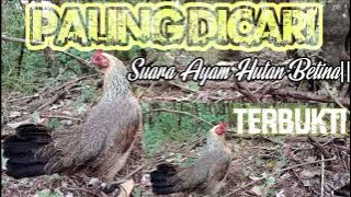 PALING DICARI√|| SUARA AYAM HUTAN BETINA. TERBUKTI