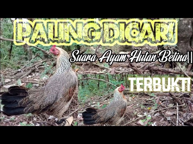 PALING DICARI√|| SUARA AYAM HUTAN BETINA. TERBUKTI class=