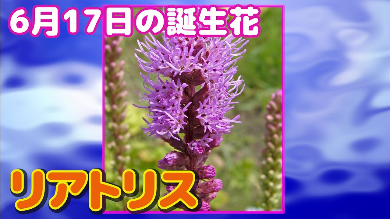 6月17日の誕生花 リアトリス どんな花 あなたに送る花言葉は Youtube