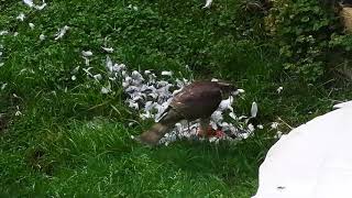 Sparrowhawk in my garden killing pigeon