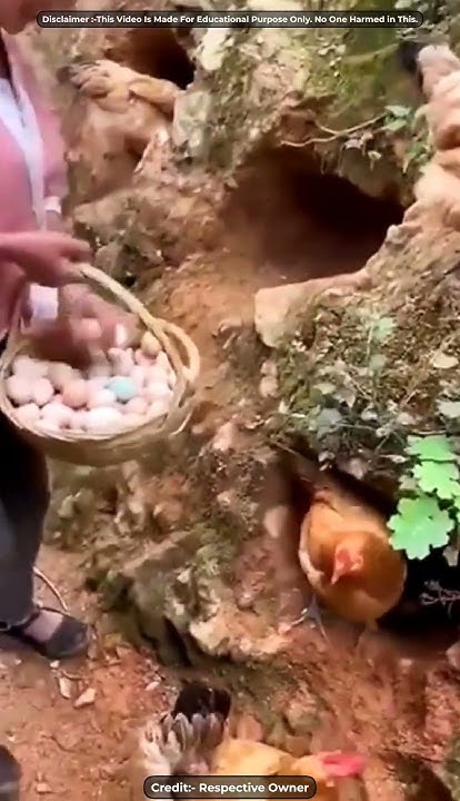 why-don-t-chinese-people-use-cages-for-chickens-shorts-youtube
