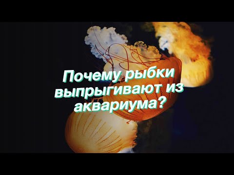 Почему рыбки выпрыгивают из аквариума?