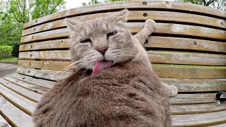Fat gray cat can't reach his itchy back with his tongue