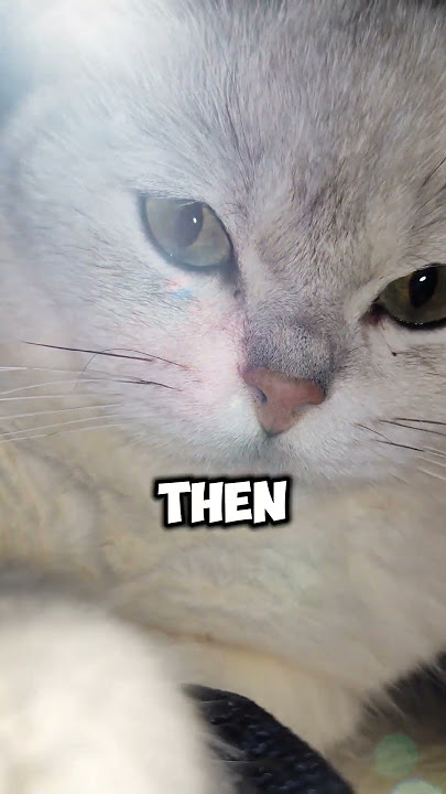 Morning Coffee, Reloaded: The Recipe That Will Wake Up Anyone!' #cat #sarcas #talkingcat #funny