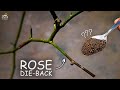 5-CAUSES of Rose Dieback Disease! (CURE This Way)