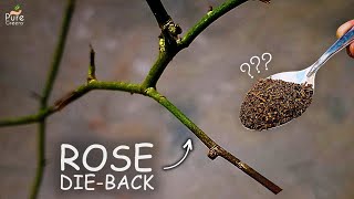5CAUSES of Rose Dieback Disease! (CURE This Way)