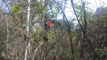 Dib qaib qus tua tsi laib khuv xim kawg 1/3/2020