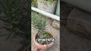 রজমর চর ডলভর Rosemary Cultivation In Bangladesh.