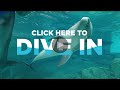 DIVE IN - CMA 360 Tour