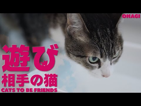 猫の遊び相手