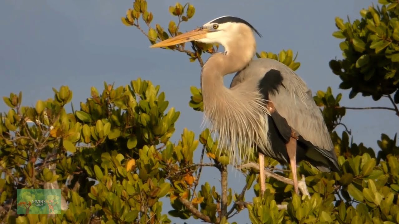 Хроники Цапли: уроки веры через величественные крылья