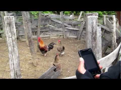 rooster-sings-along-to-ringtone---funny!